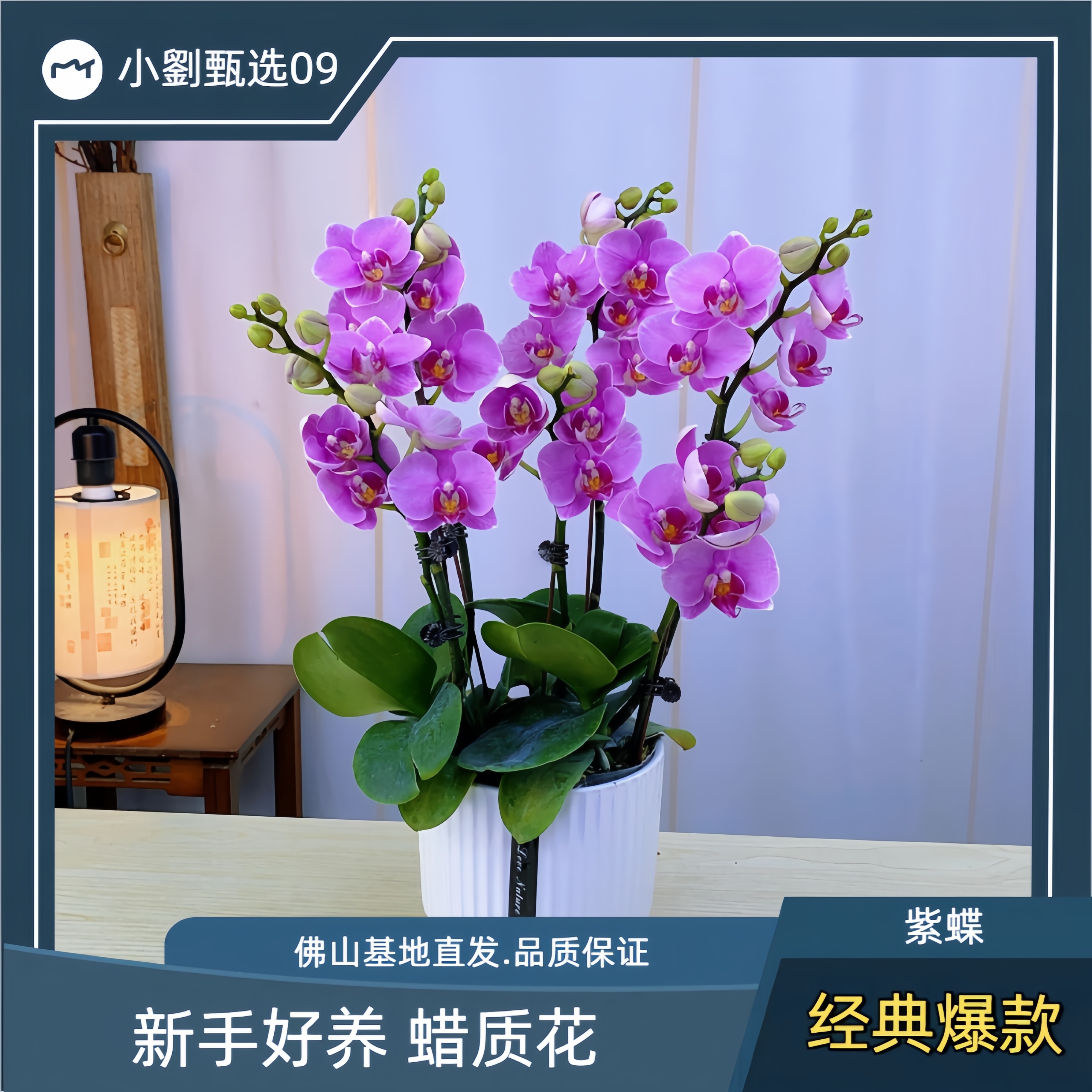 【紫蝶09】精美蝴蝶兰花卉盆栽佛山基地批发直播次日达
