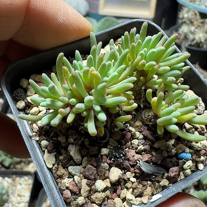 795晶珊瑚带盆发货