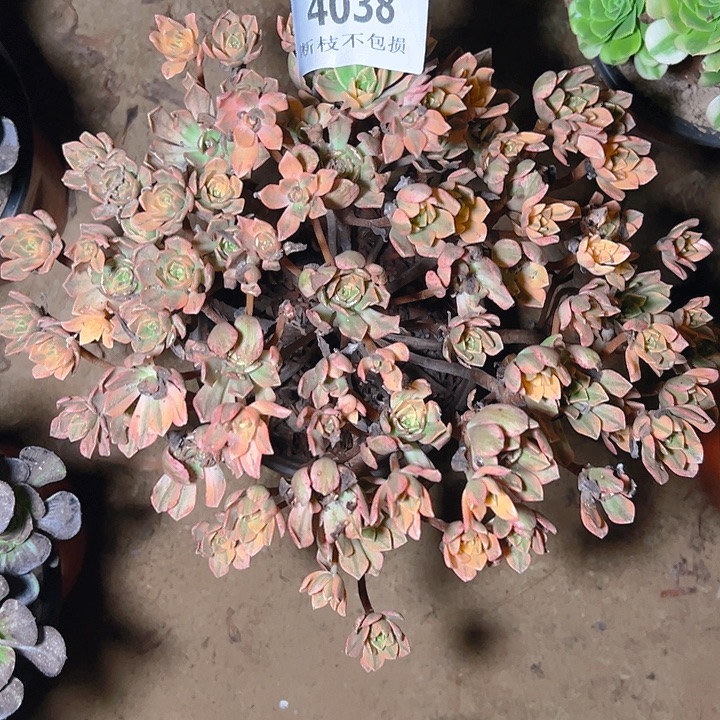 兰***心4038甜茶多肉植物