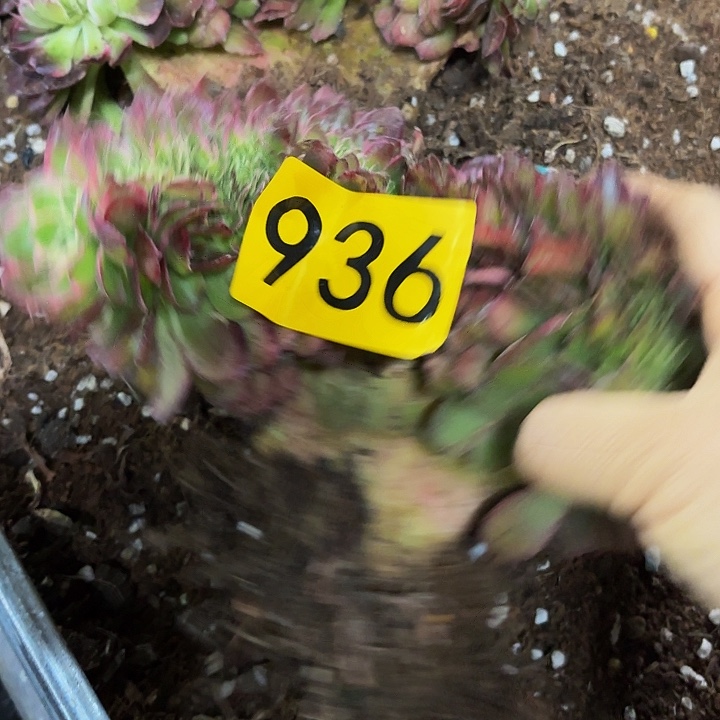 金****璐多肉植物福利936