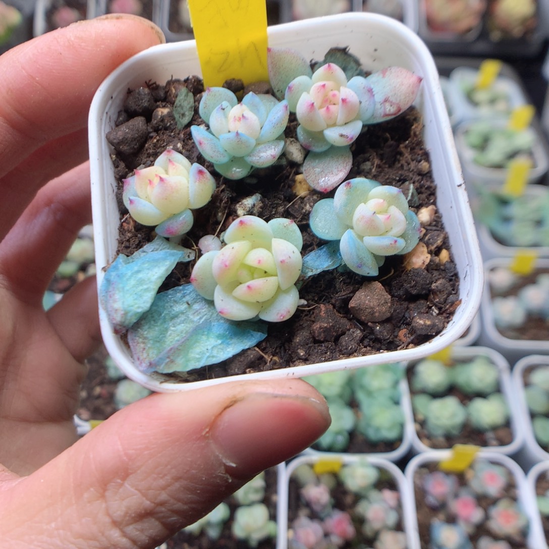 无花朵浮翠珍妮5颗yyyyy