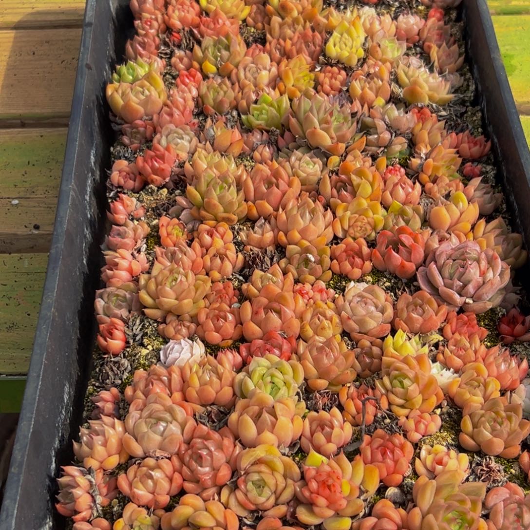 683大热天的一天从早上开始到