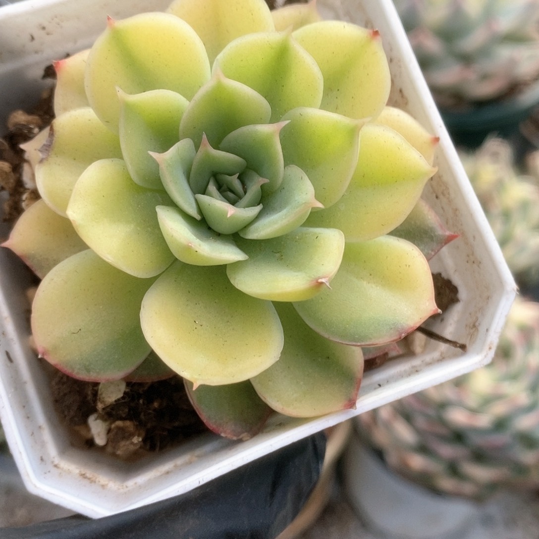 094武仙座锦锦锦锦锦锦