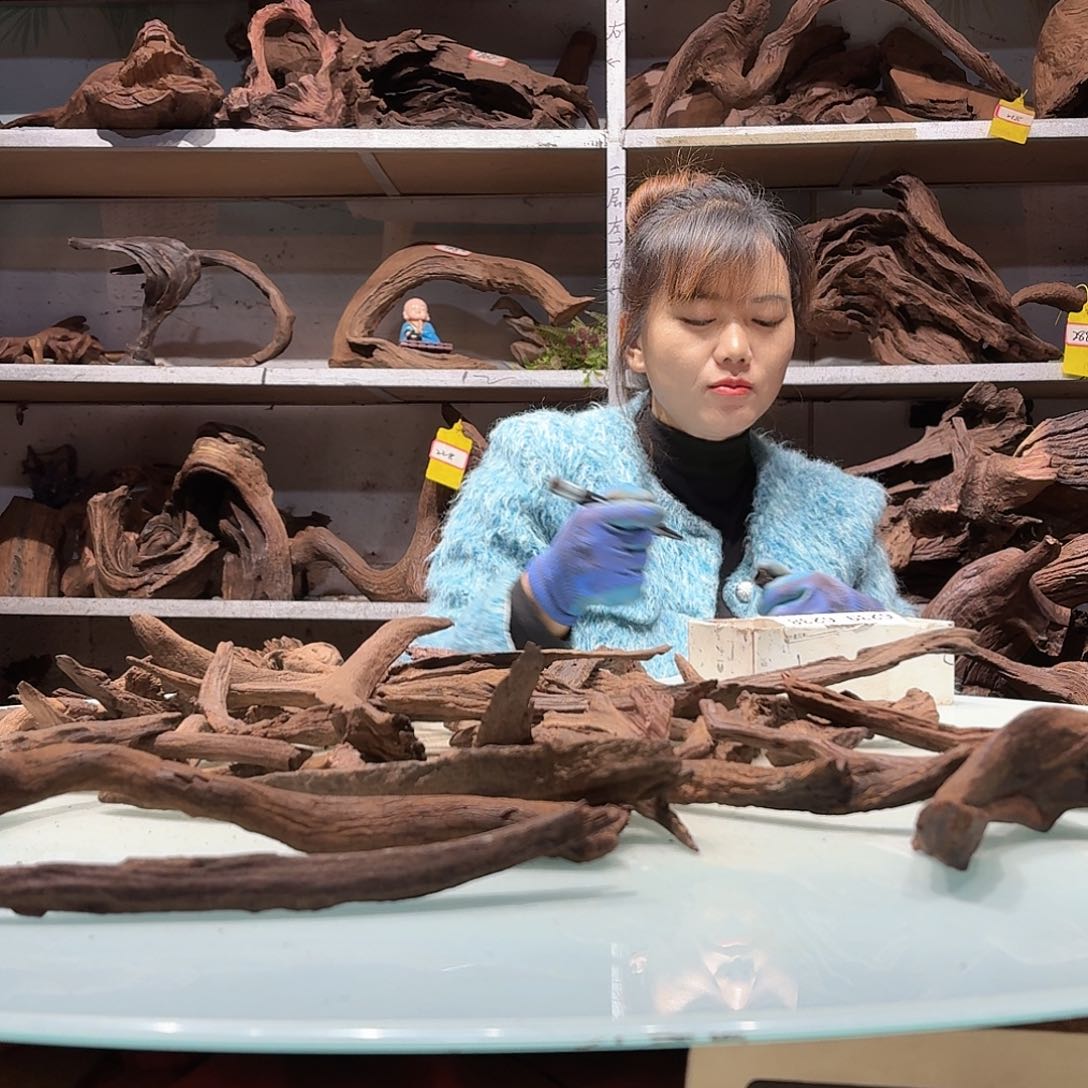 倍褚沉木，不包损必褪色-****颜6229紫柚枝条