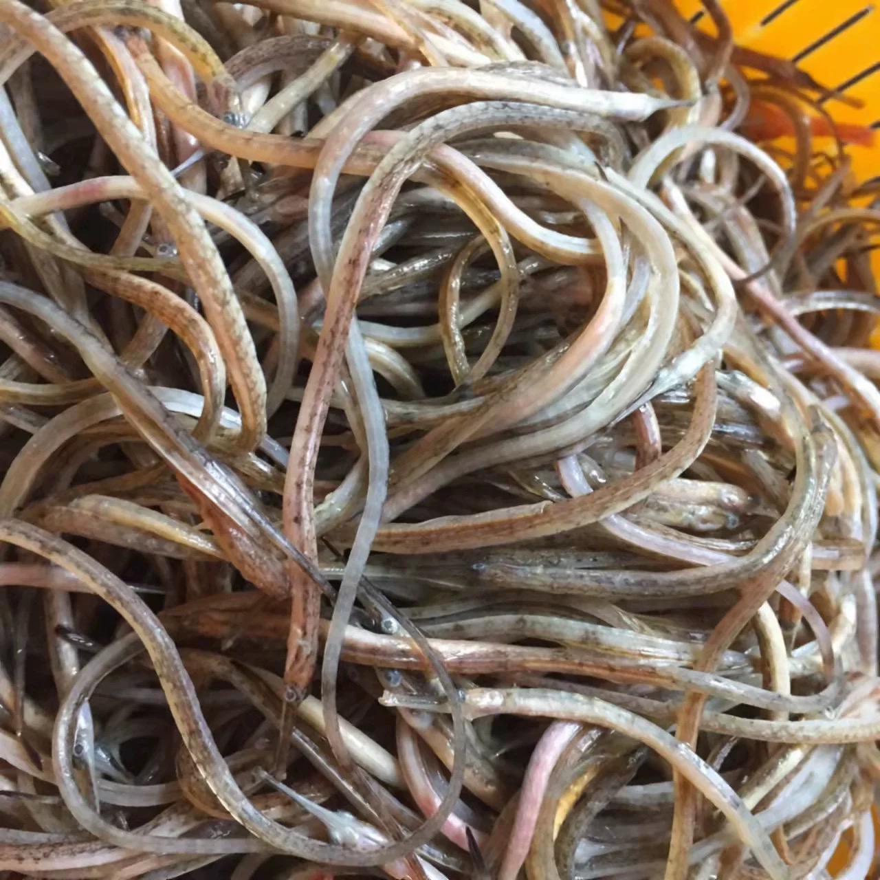 新鲜海鲜野生海龙，油炸红烧做汤，不用处理，5斤
