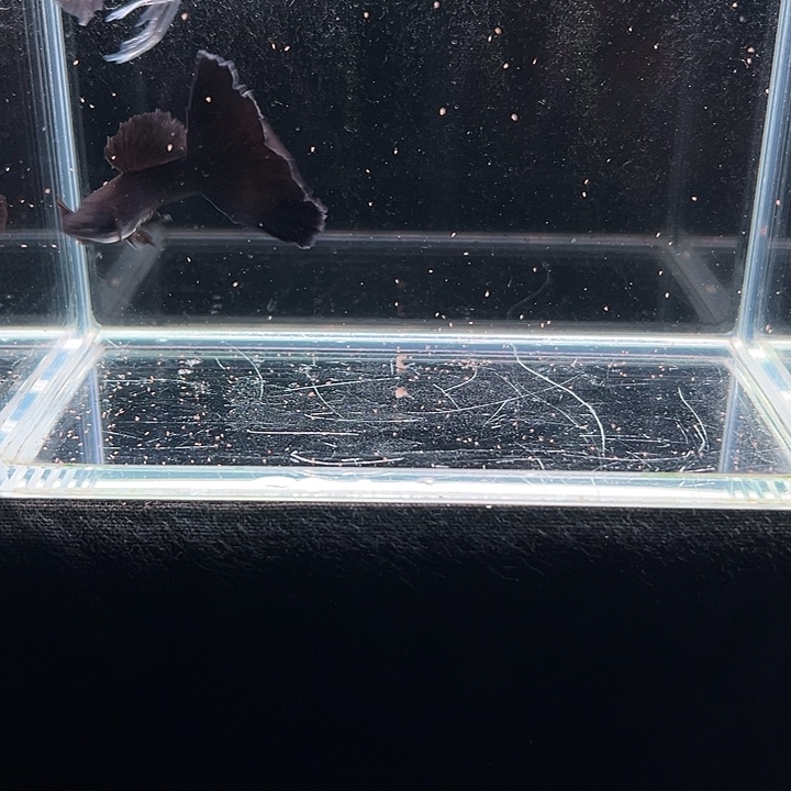 可****孔雀鱼木炭黑孔雀鱼