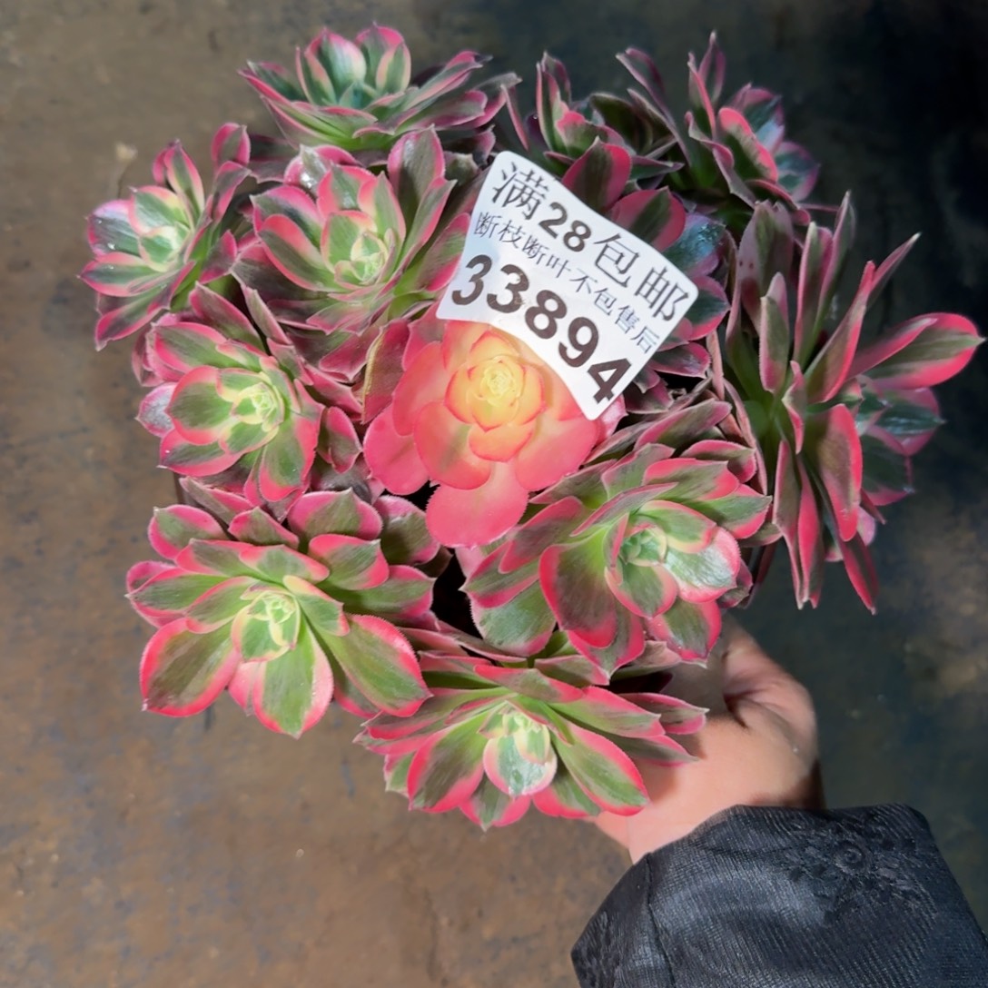 33894女郎不包断枝多肉