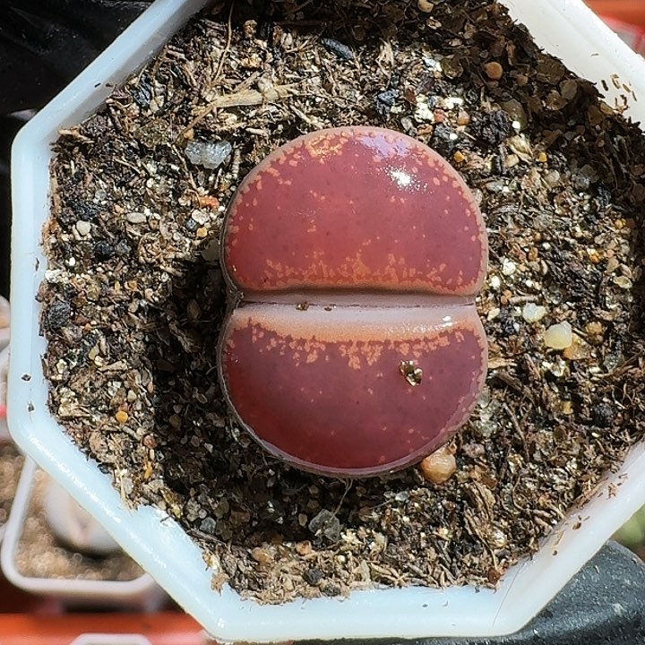 生石花1111111。   613