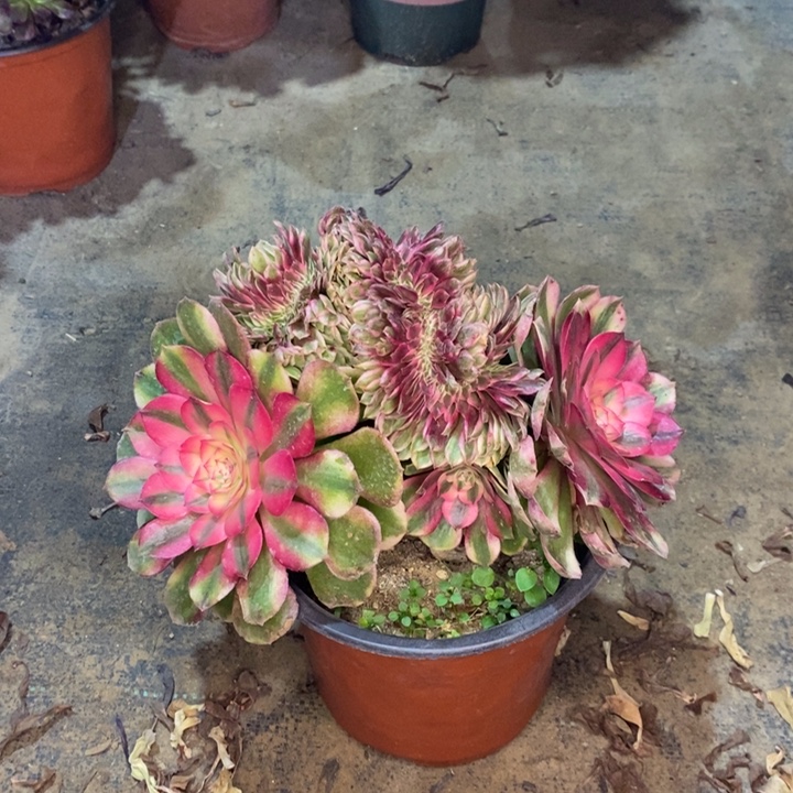 荔枝缀多肉植物18 