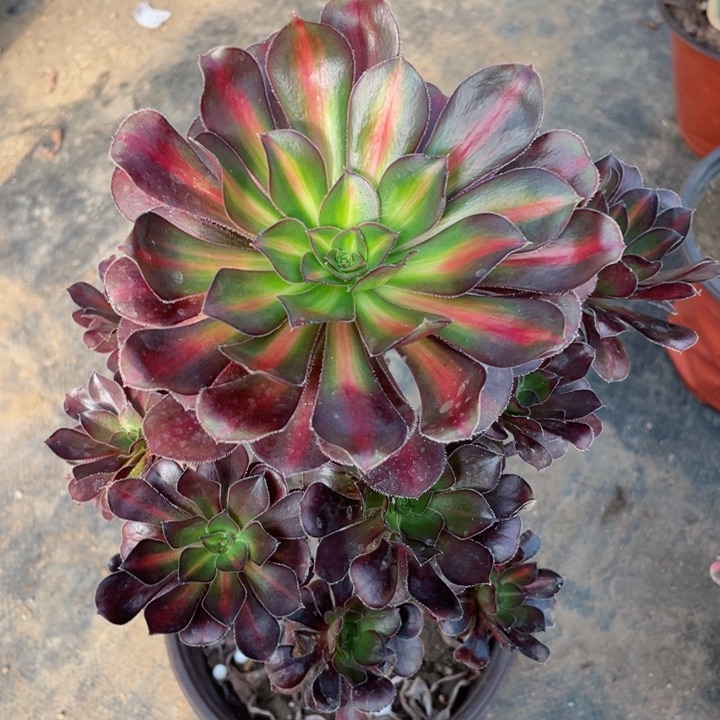 782晚霞多肉12345678