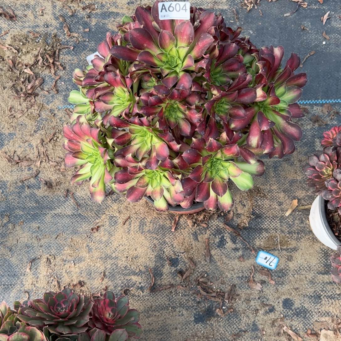 604韶华多肉植物法师