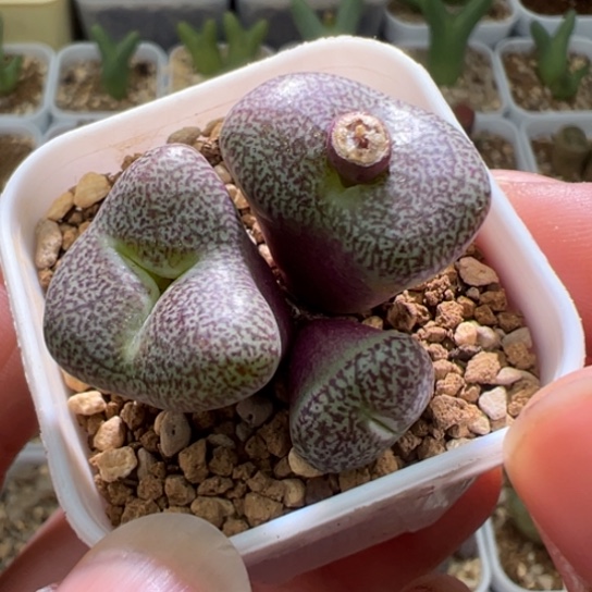 蜜纹安贞一颗770。