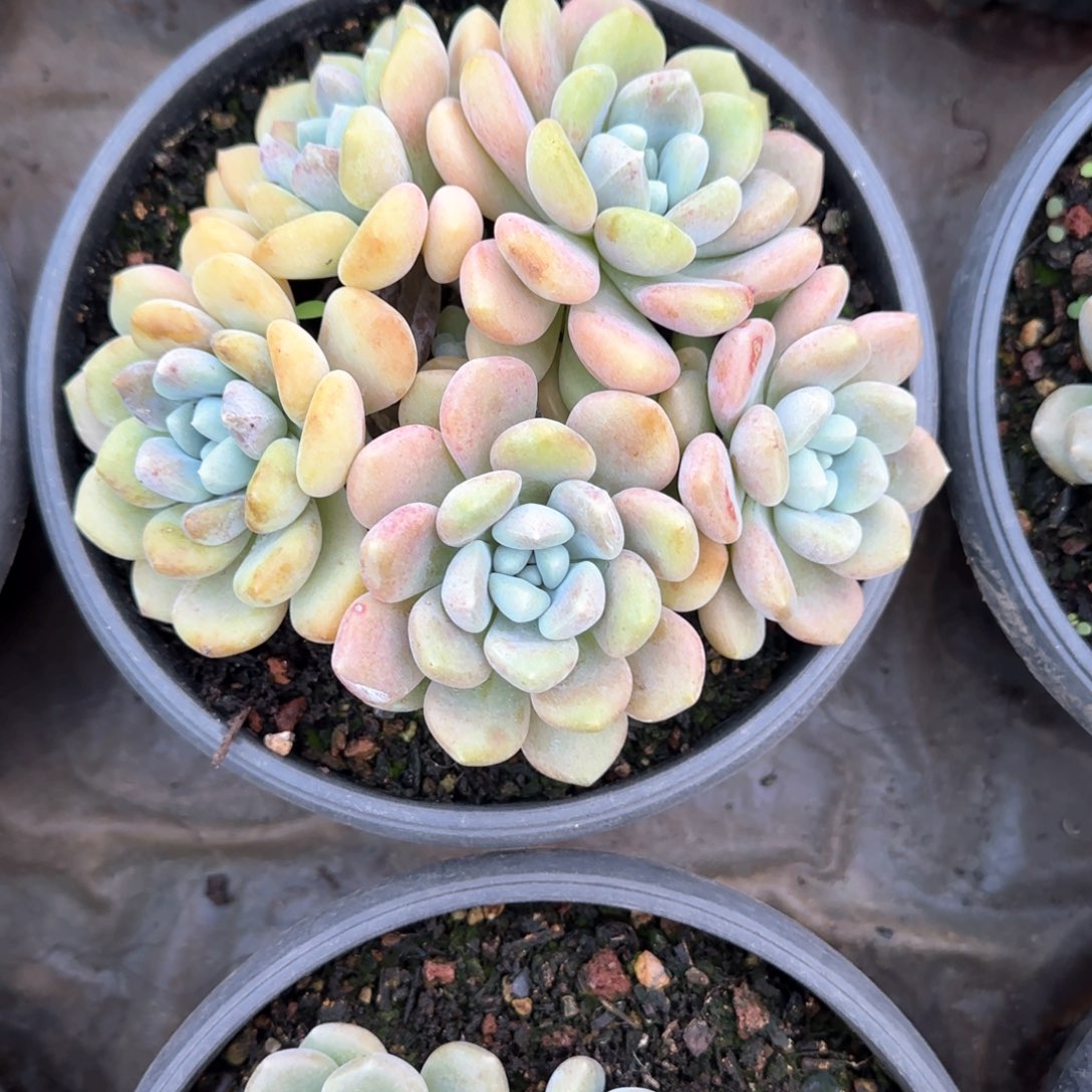 多肉植物多肉植物