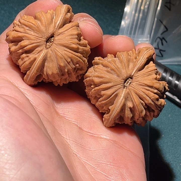 文玩核桃把件勿***。40➕楼子毕业对