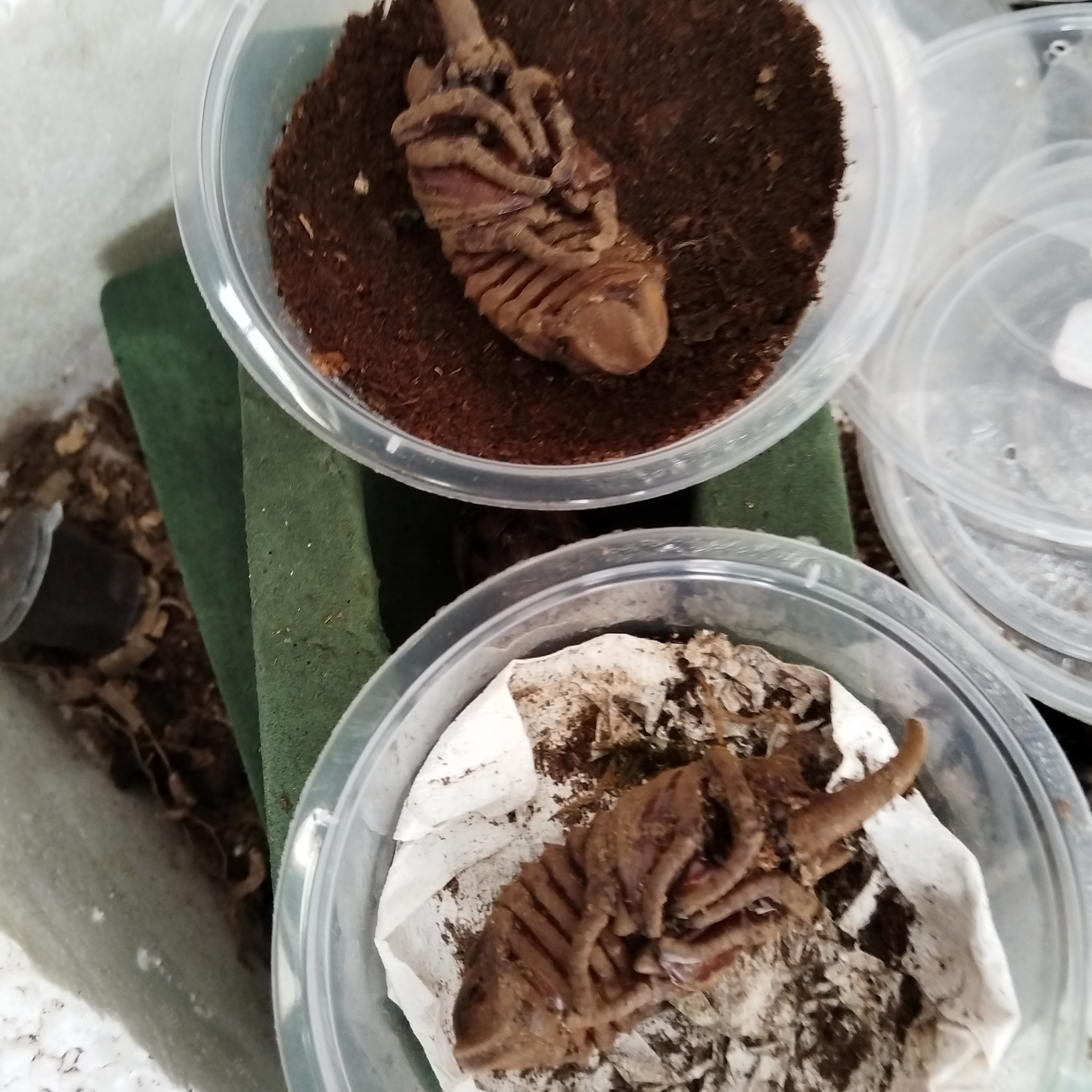 甲虫标本虫.甲虫蛹包成活一只