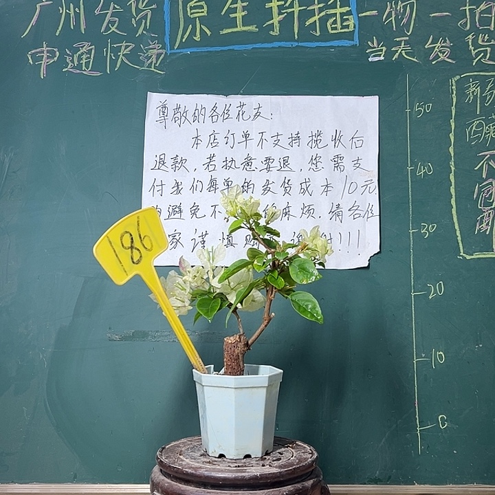 完全开放  广红樱 大宝  186