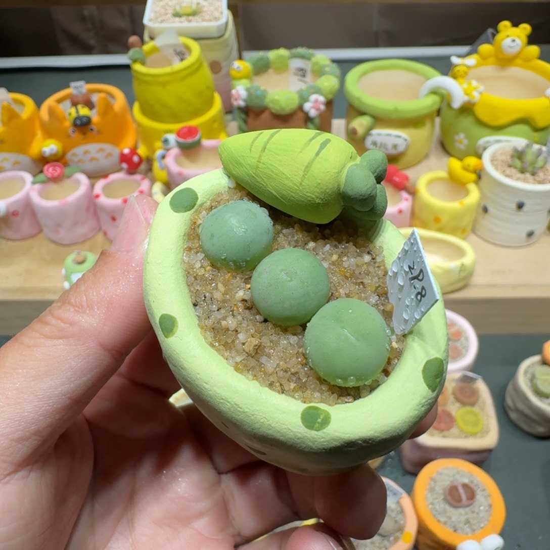 红陶蘑菇404鸽子蛋