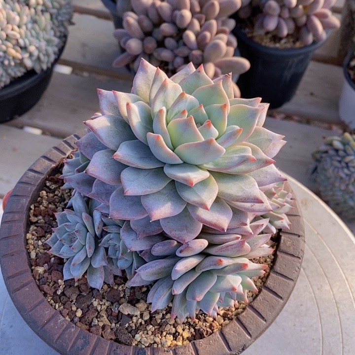 粉蓝鸟手捧花一颗，9头。