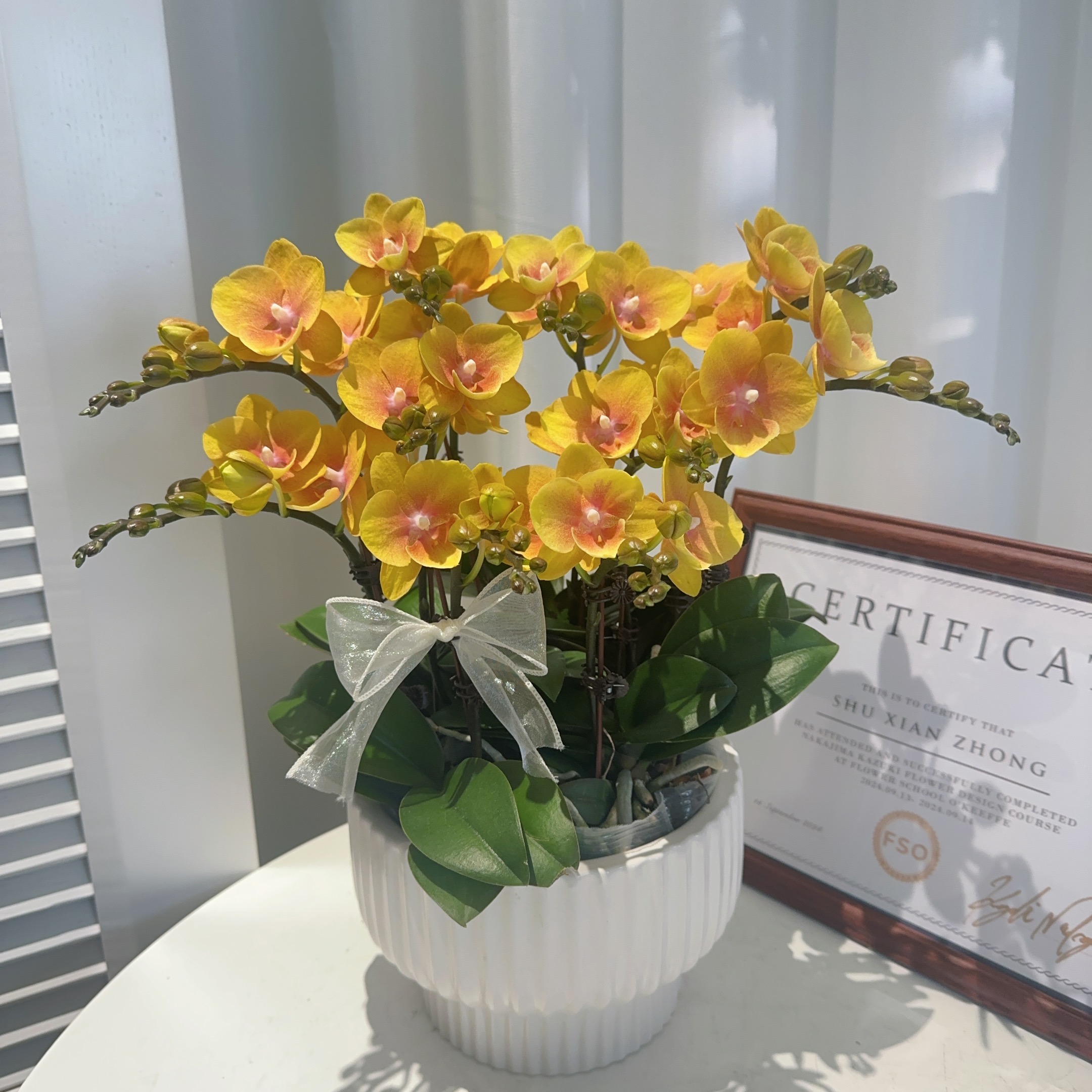  家成蝴蝶兰直播专属组盆福利（听主播节奏哦~~）