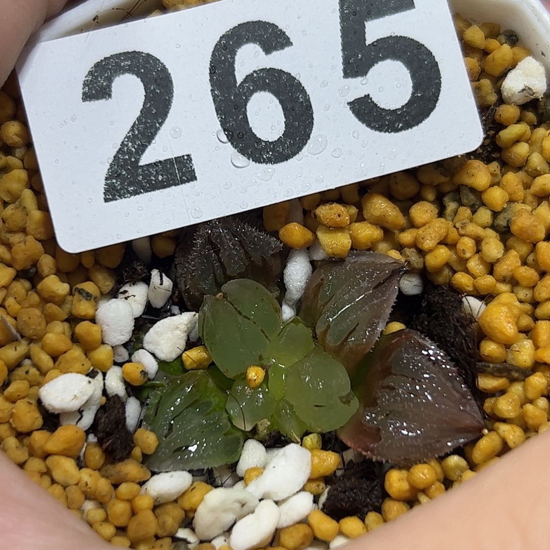 冰鸾玉十二卷多肉植物