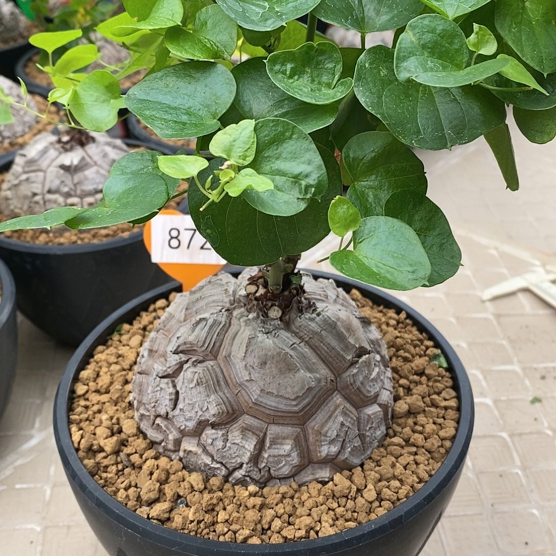 南非龟甲龙龟甲龙