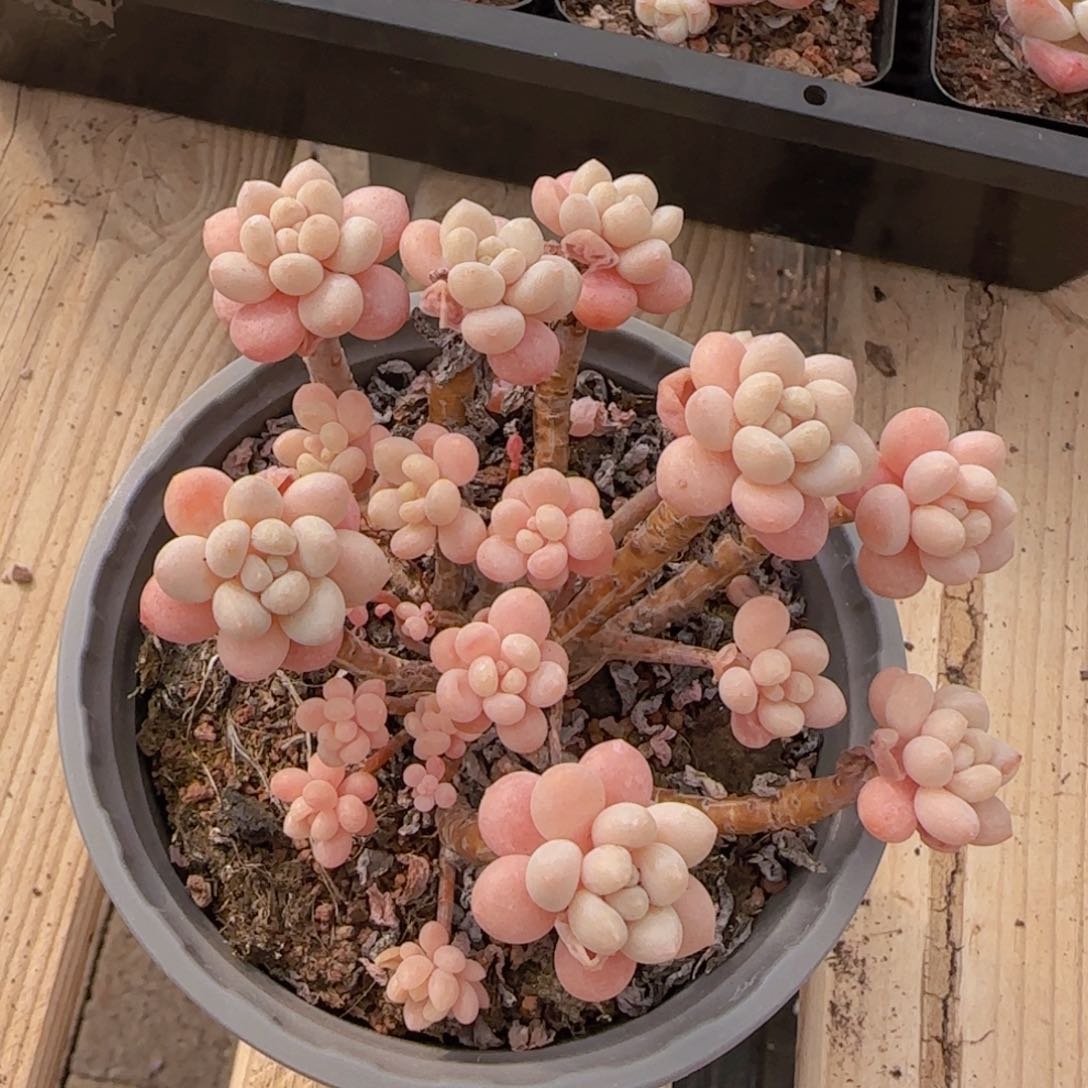 鱼子酱老装一颗精控