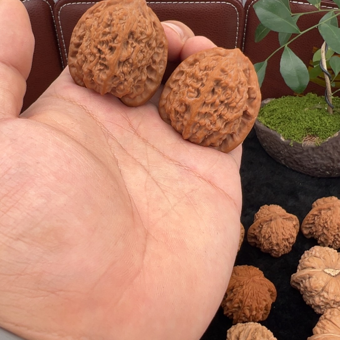 核桃蚂蚁沟福利价格