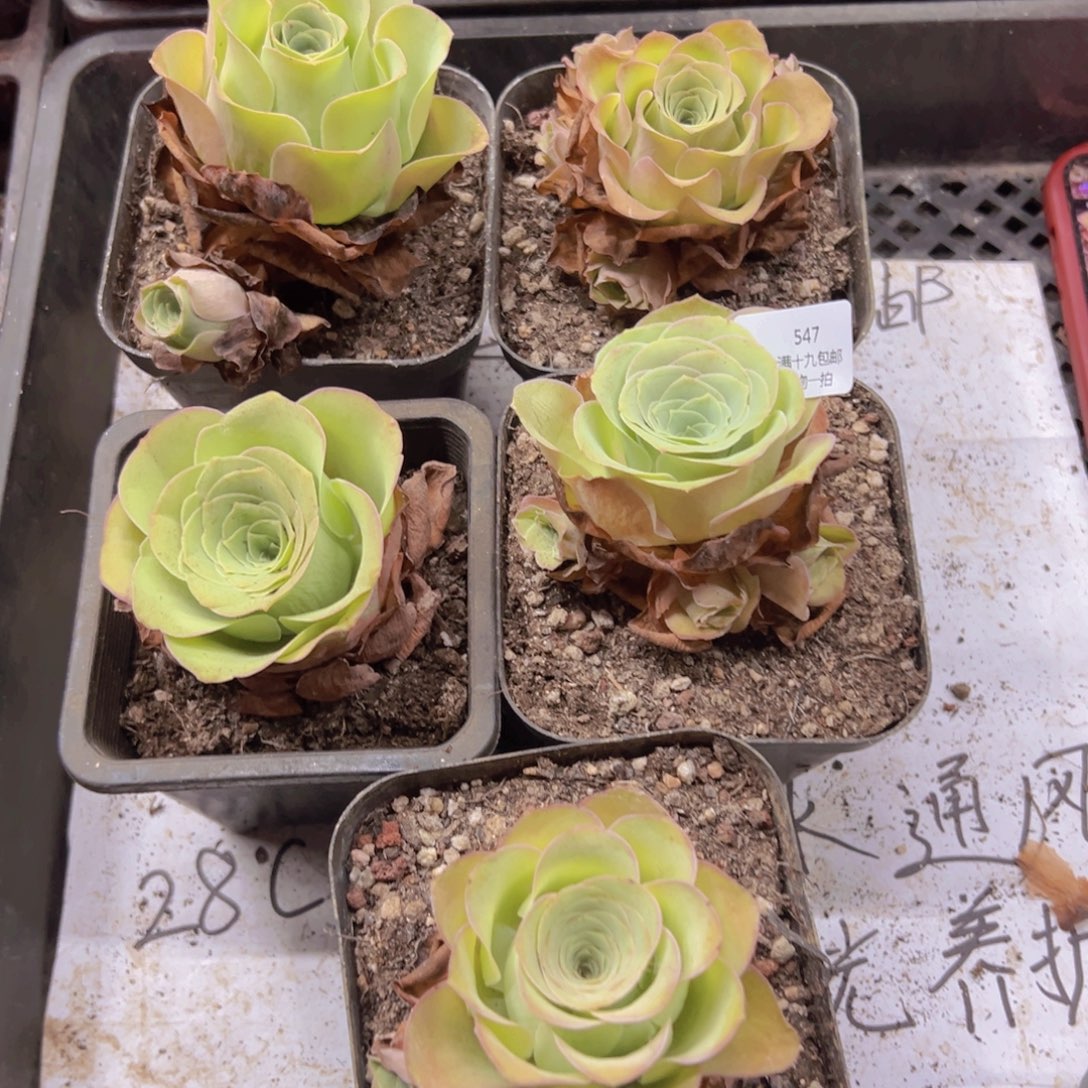 547 侧牙掉了不包损无售后