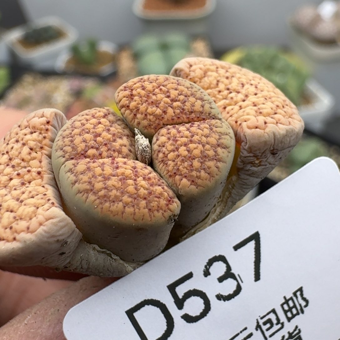 537多肉哈哈哈哈哈哈