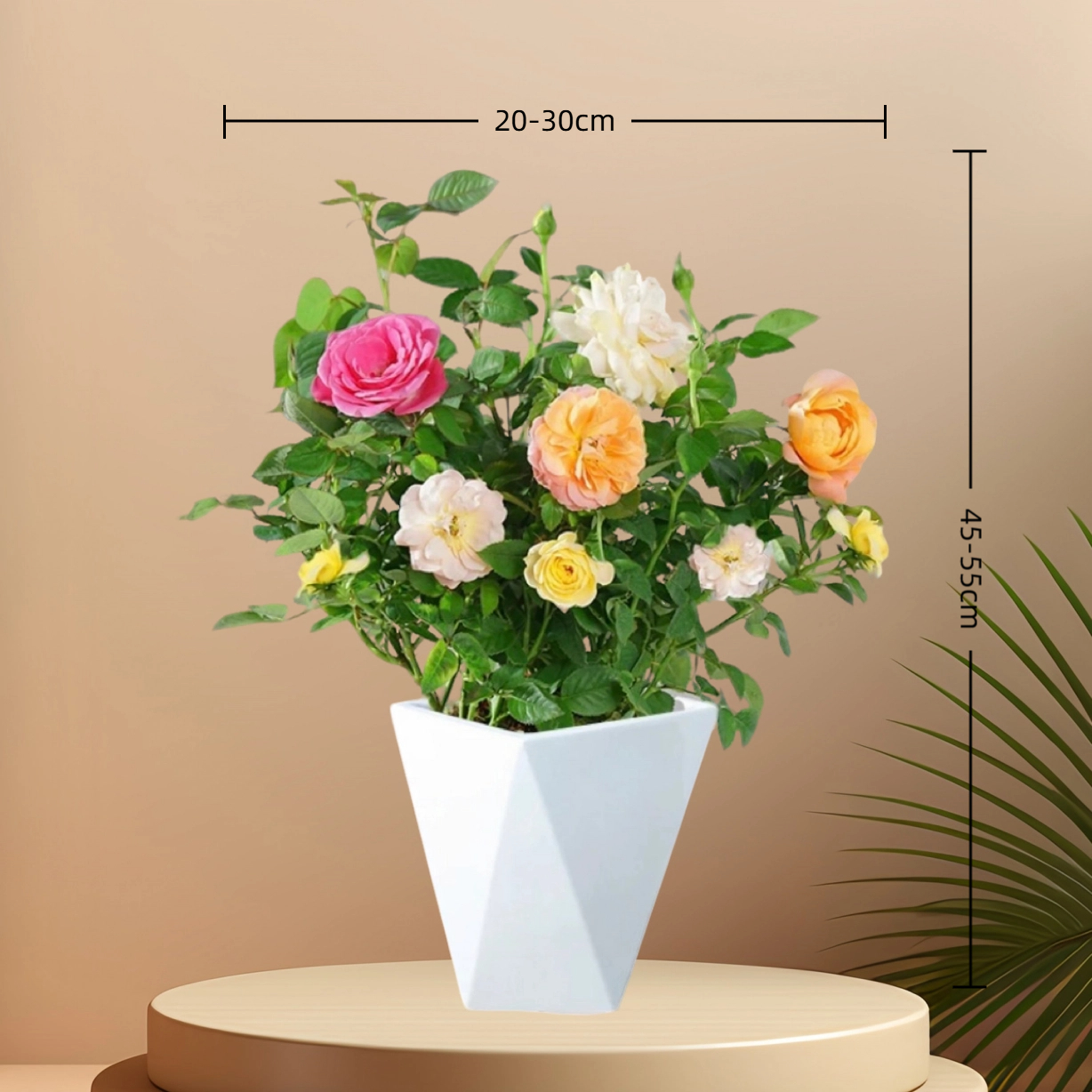 【混色带花苞】多颗扦插月季带花苞发货 南北方种植 盆栽地栽花苗