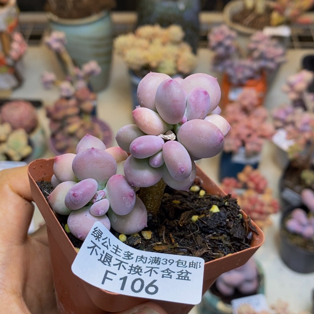 106苹果奶四代多肉4c m