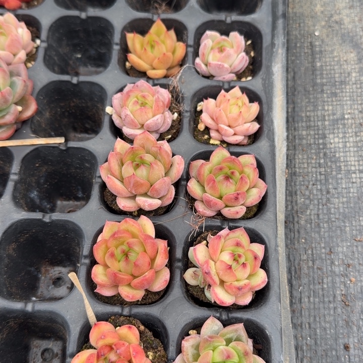 万宝龙类杂交梦露十棵量拍左六左七2-23