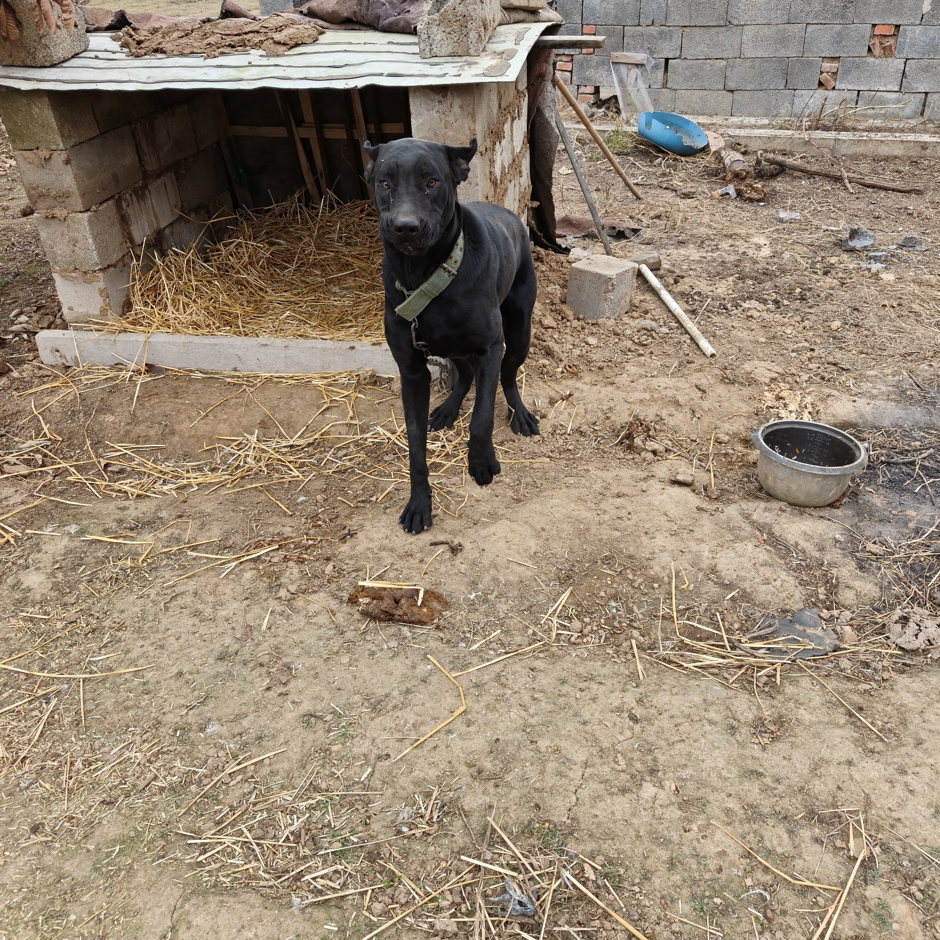 莱州红看场子看鱼塘看山护卫掐狗一把手，性格烈。四十天公母随便挑