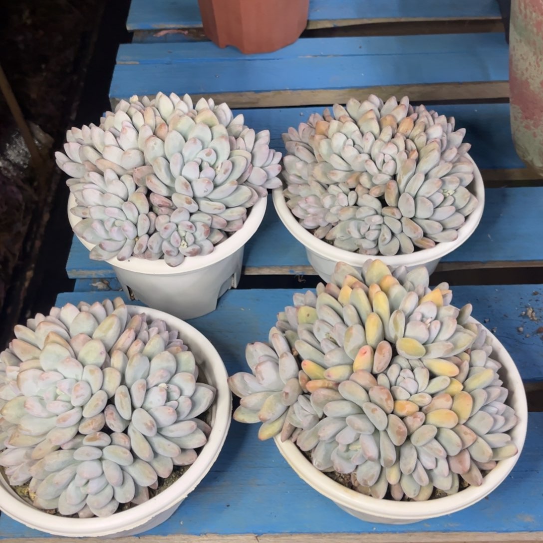 小雨多肉一物一拍香水