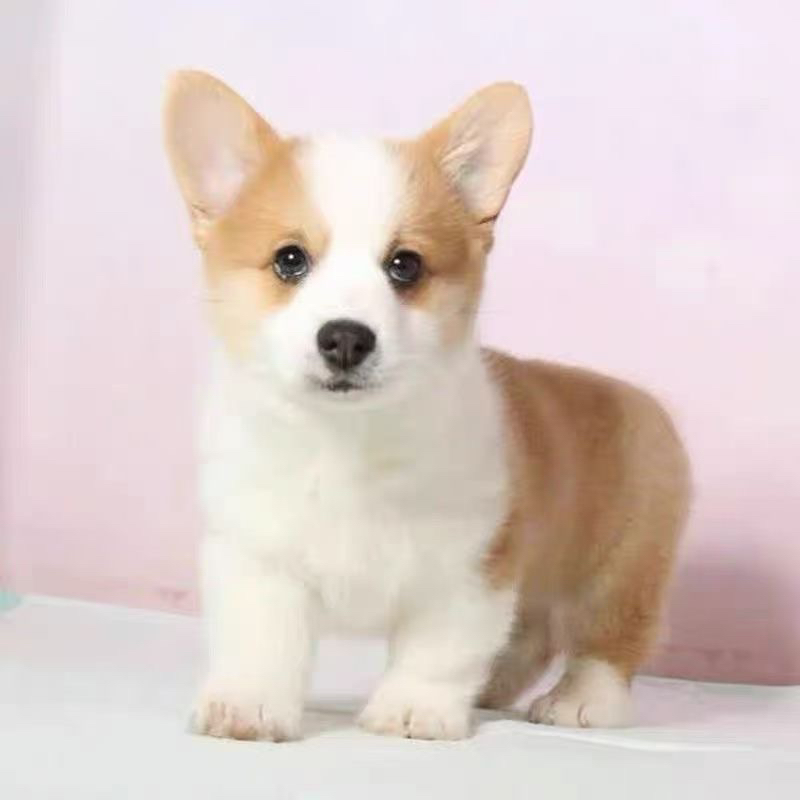 直播挑选德牧泰迪柯基等超萌宠物狗狗