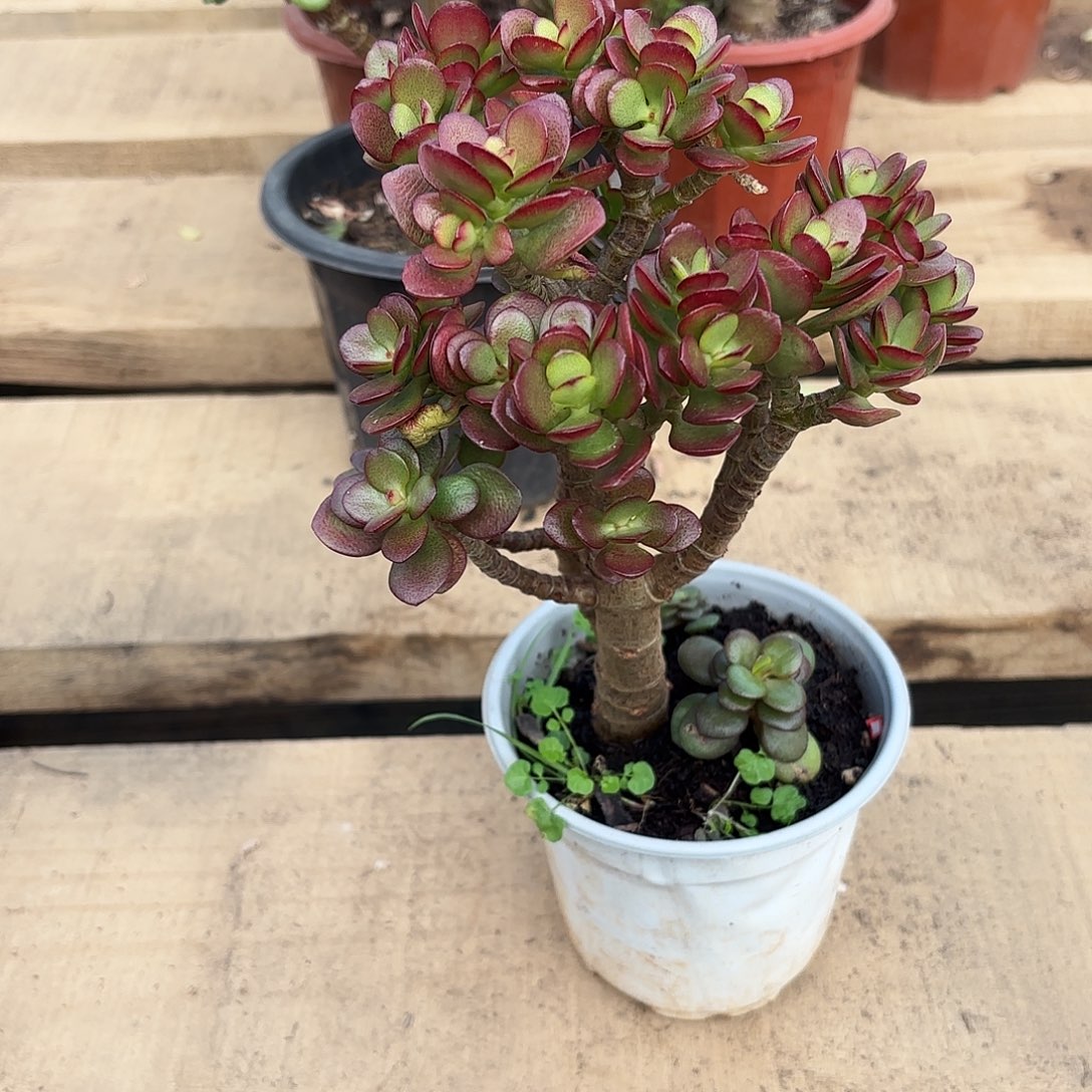 1514糖果姬红带盆土发