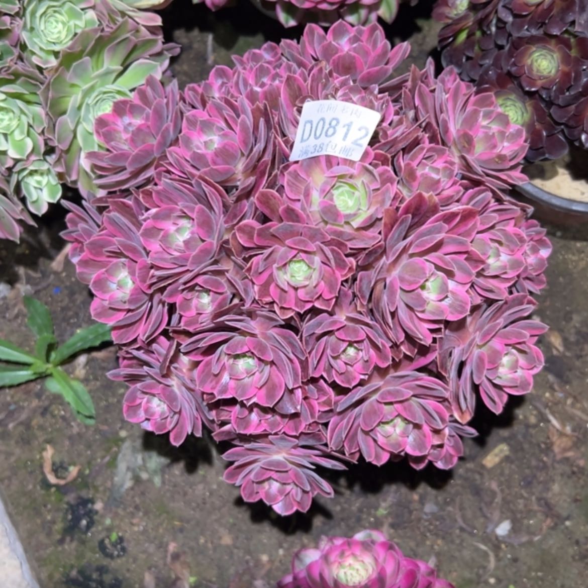 【闪购商品】812浣纱多肉