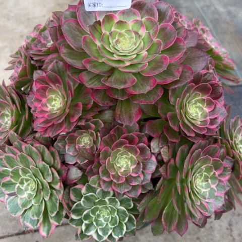 618莲花26厘米左右