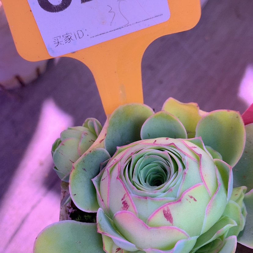 【闪购商品】yjj823