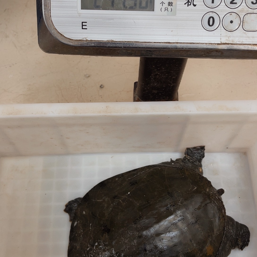 中国大陆野生甲鱼b包邮包活