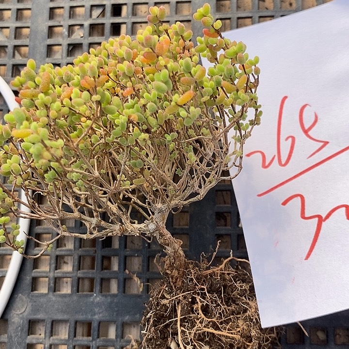 265蜜桔糖球一群。   