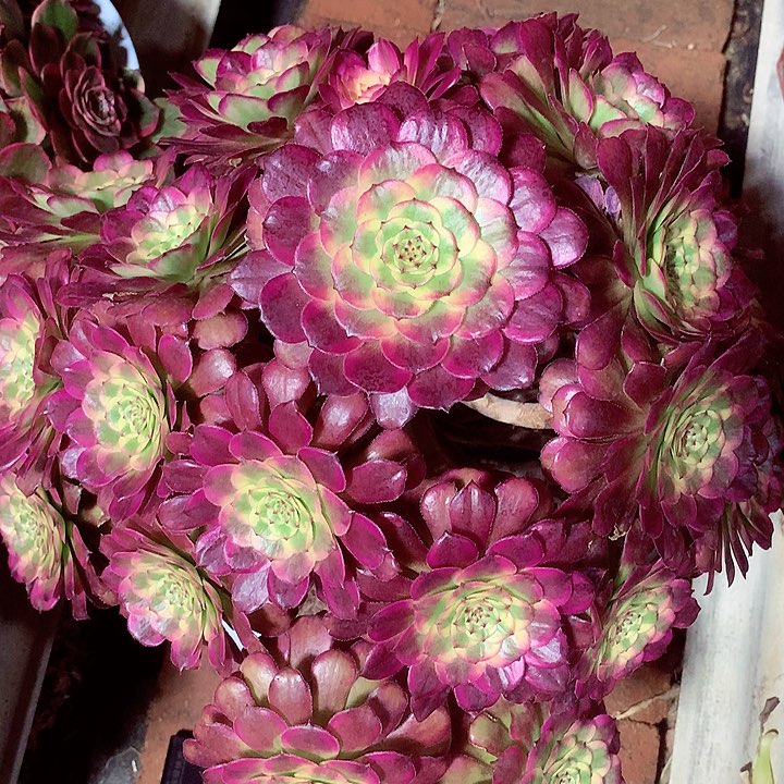 潘老桩，多肉植物