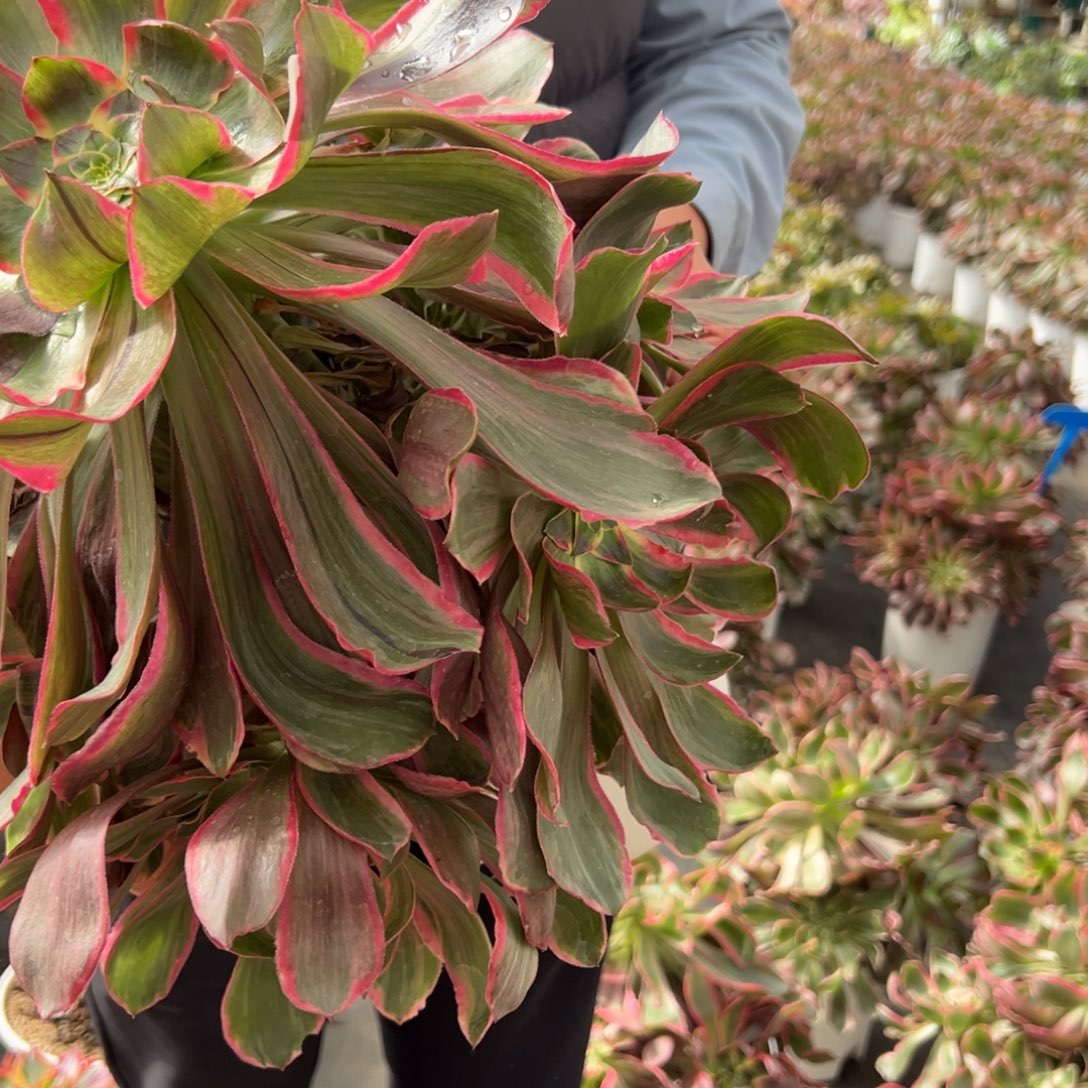 自***翔40恶魔之眼捧花多肉嘻嘻嘻