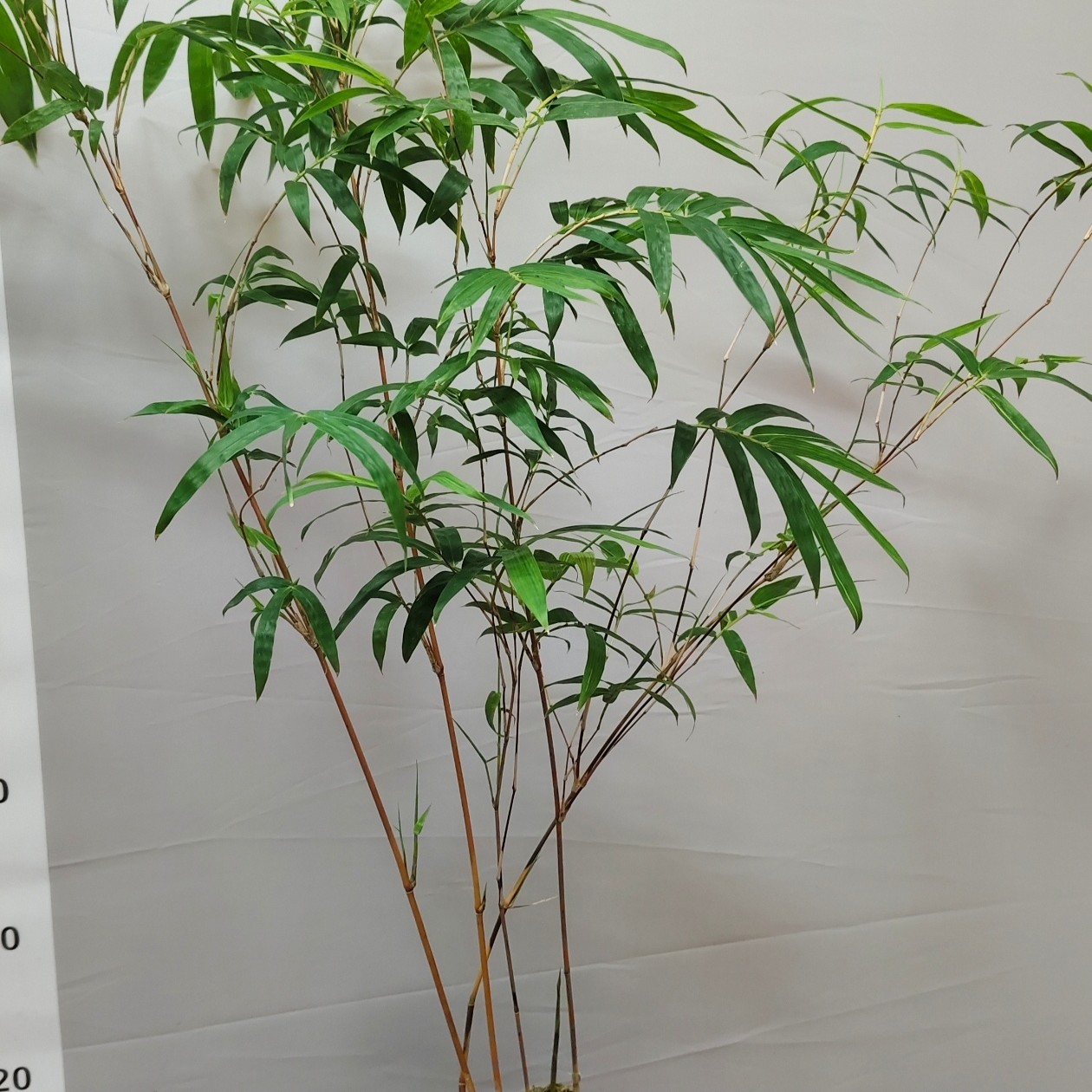 红观音竹 基地盆土培 苔藓球水培