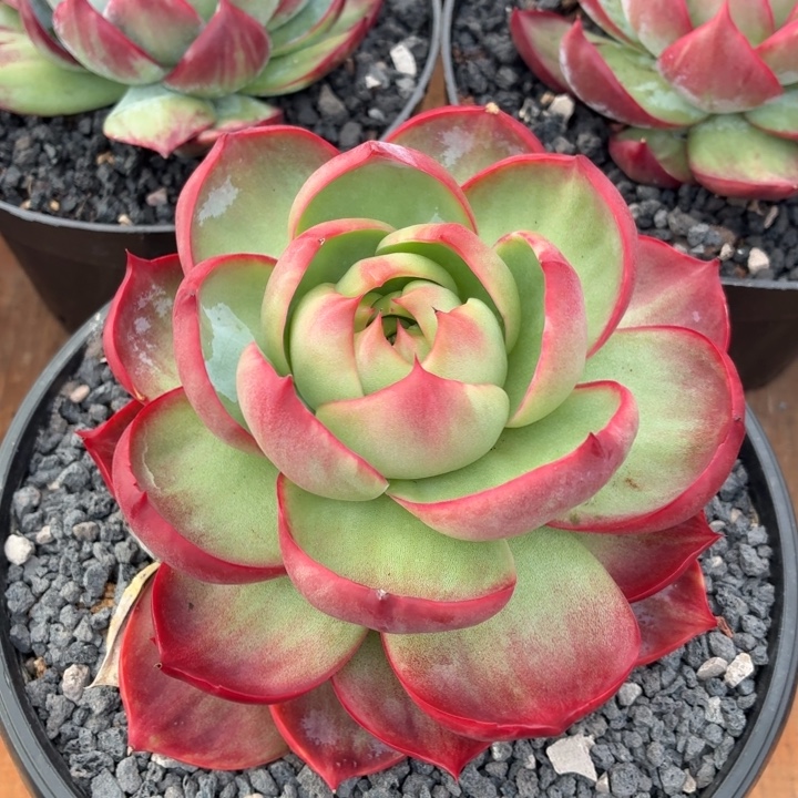 多肉植物惊鸿仙子