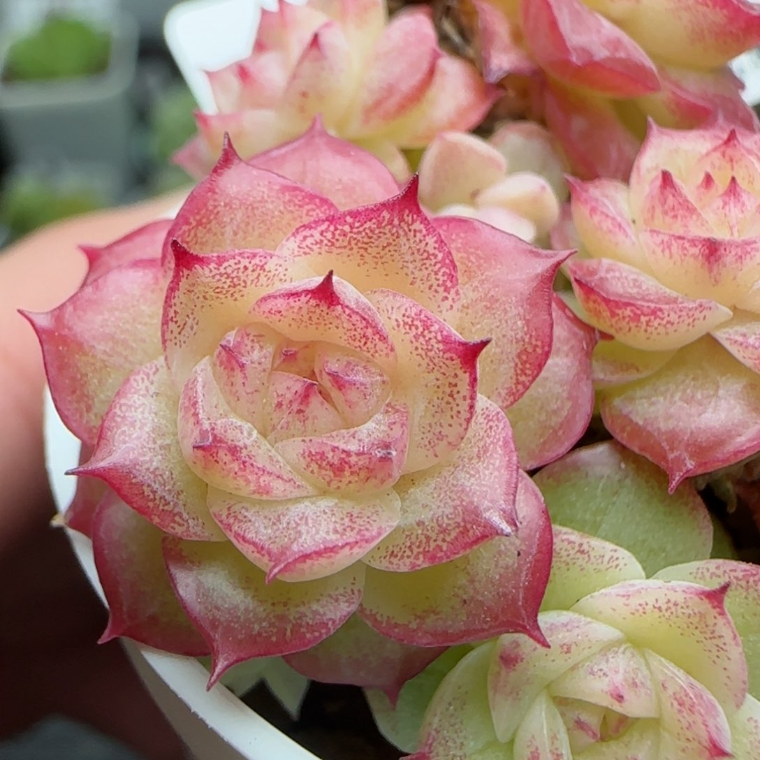 0123-147花朵麦秆