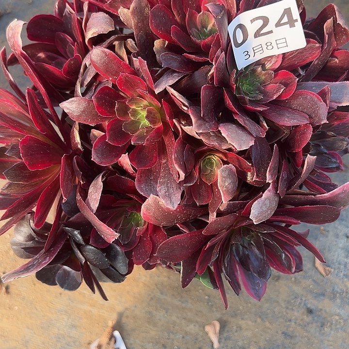 3.8-24赤霞飞多肉