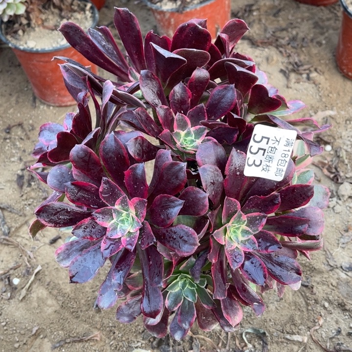 553金丝雀绣球1号棚