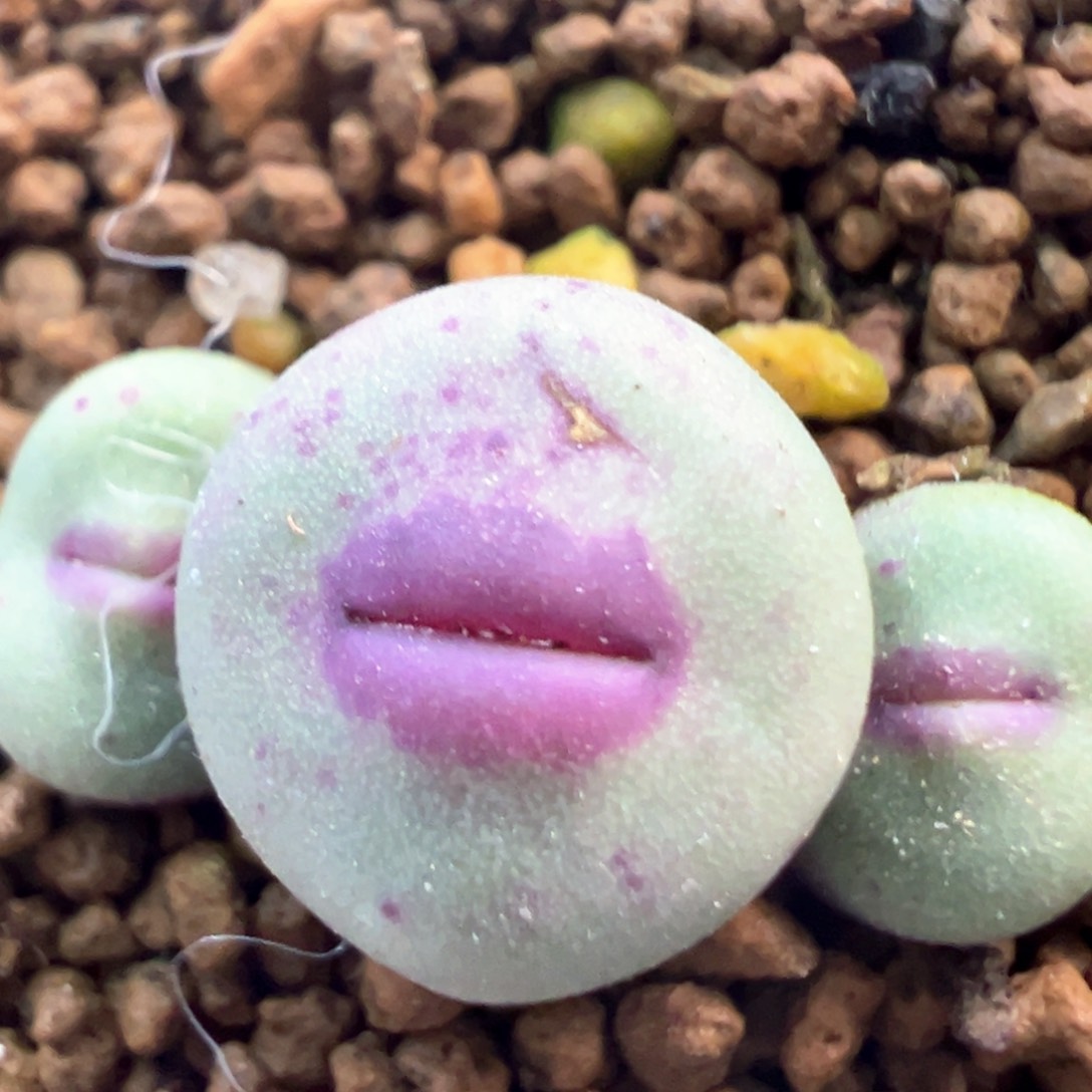 1380b母本切头 肉锥植物