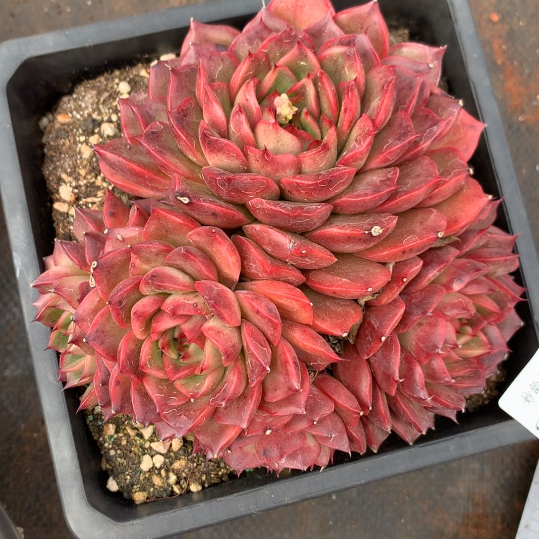 2579杂交精品基地15厘米